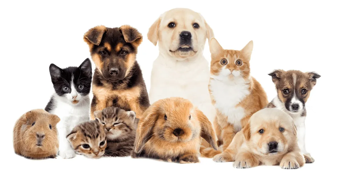 Chiots, chatons, chat roux, lapin et cochon d'Inde réunis côte à côte