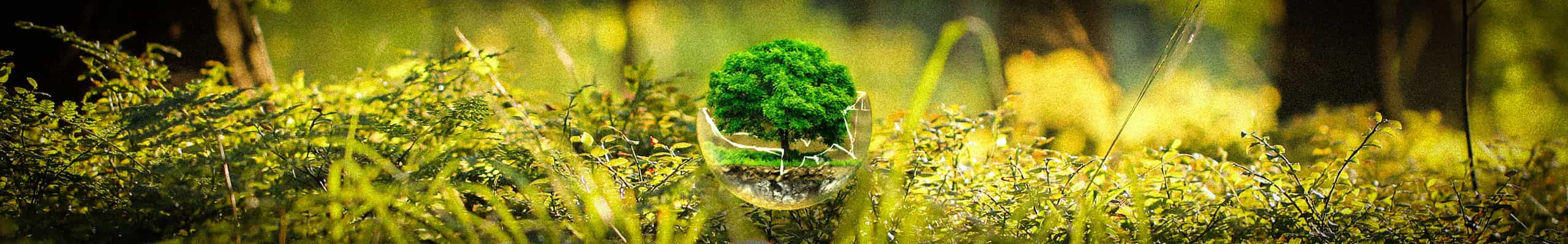 Géobiologie des forêts; champs, landes, expertise conseil, devis gratuit