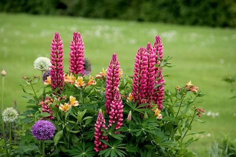 Lupins roses en fleurs au bord d'une prairie verdoyante