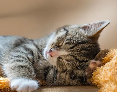 Chaton endormi sur un plaid, au calme chez lui