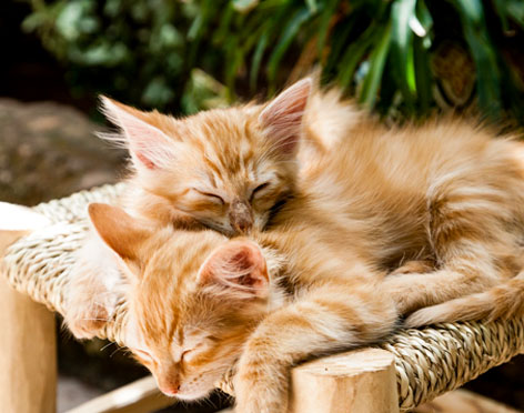 Soin énergetique chaton, chat, chiot, animaux