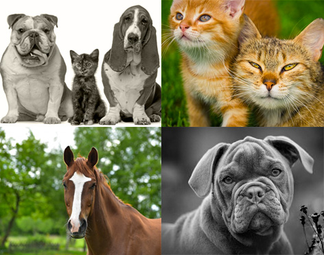soin energetique et Reiki, chien, chat, animaux de compagnie