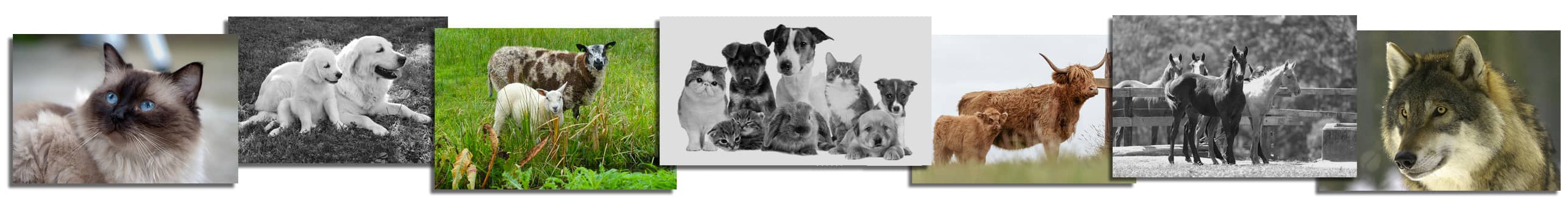 Soins pour animaux domestiques et sauvages